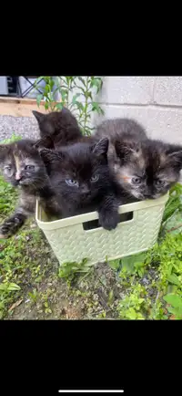 Russian Blue/Orange Tabby Kittens 