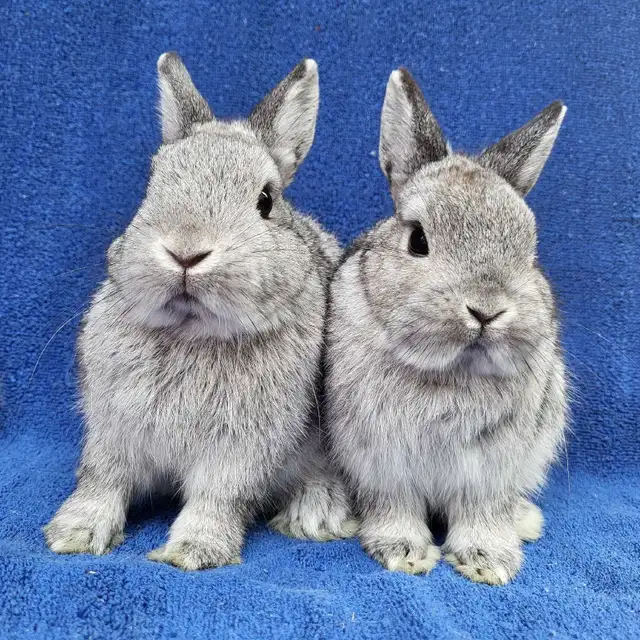 EXTRAORDINARY NETHERLAND DWARF, HOLLAND LOP, MINI REX, LIONHEAD in Small Animals for Rehoming in Terrace - Image 3
