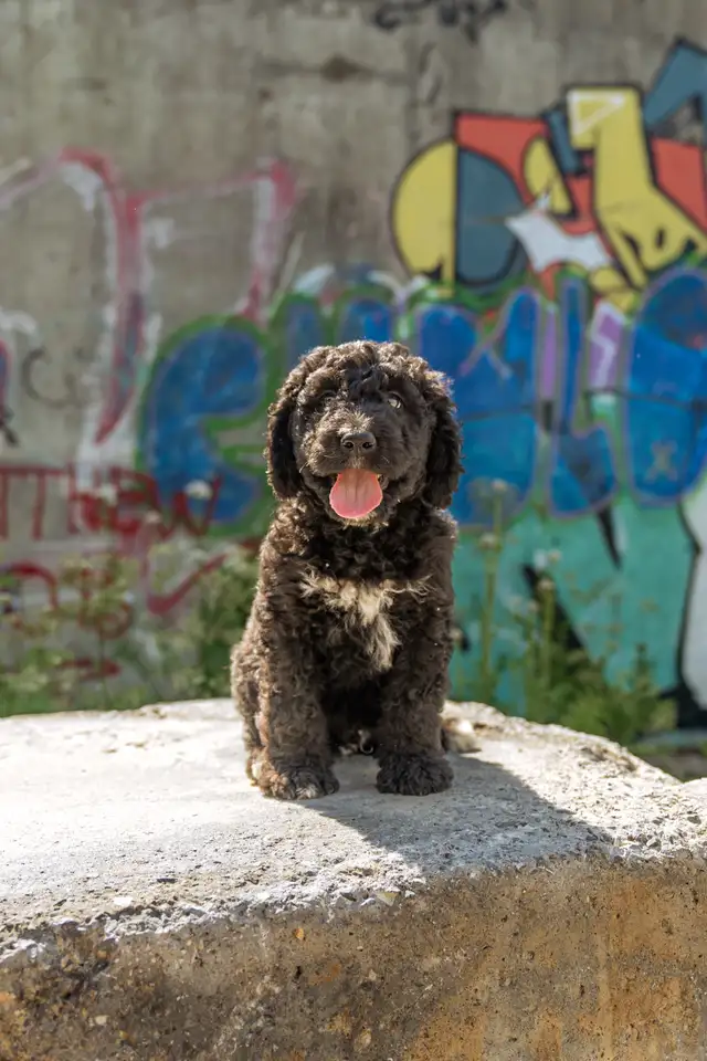 Bernedoodles standards in Dogs & Puppies for Rehoming in West Island - Image 2