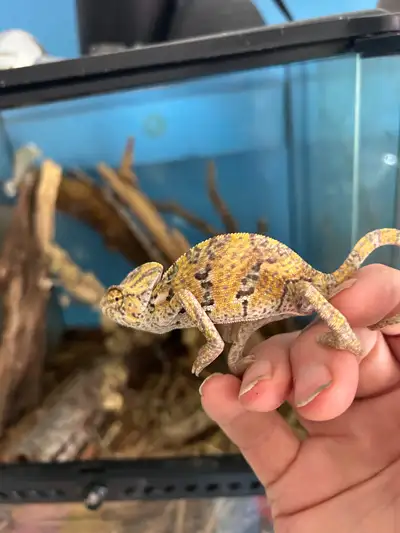 BEAUTIFUL YOUNG VEILED CHAMELEONS, View more