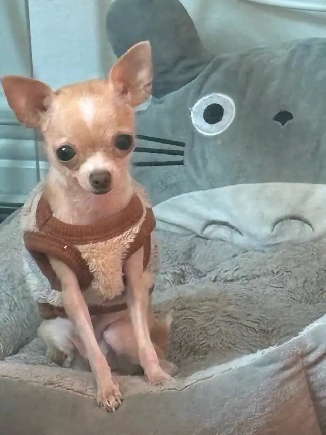 UNAVAILABLE Off Charts Micro Chihuahua Adult in Dogs & Puppies for Rehoming in City of Toronto - Image 7