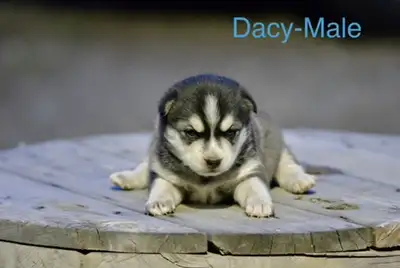 Alaskan Klee Kai  X Pomeranian, View more