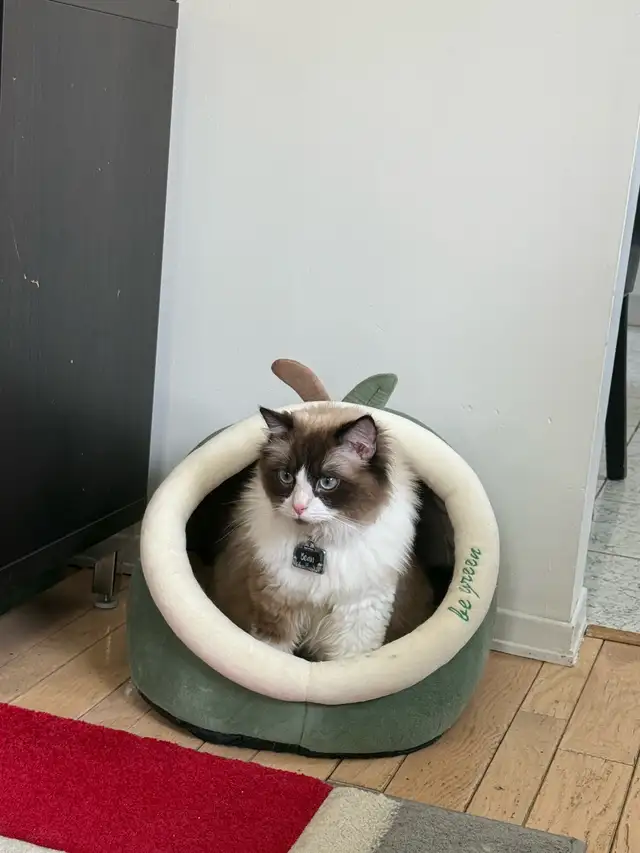 2year old male ragdoll