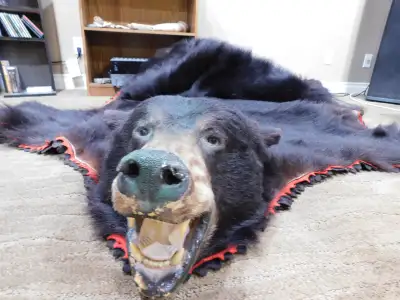 Rare Bear skin rug  taxidermy, View more