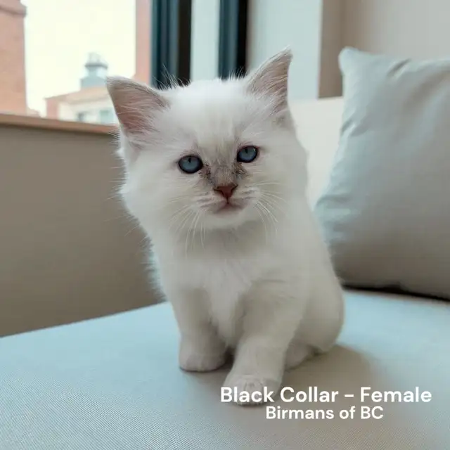 Purebred Birman Kittens