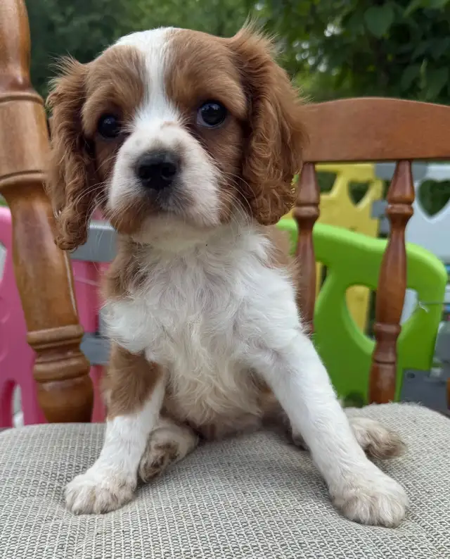 Cavalier King Charles female puppy  ❤️ ready to leave  in Dogs & Puppies for Rehoming in Ottawa - Image 4