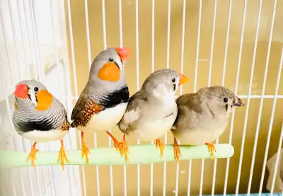 4 Zebra Finches with Cage, View more