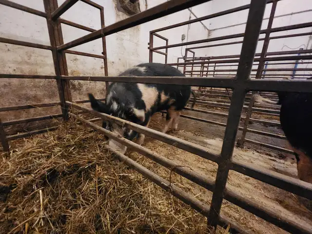 Breeding or Butcher Gilts in Livestock in Saskatoon - Image 6