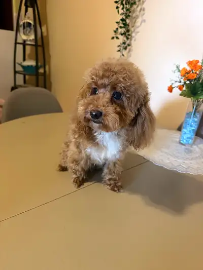 Tiny toy poodle 7.5 months old 3.5 lbs, View more