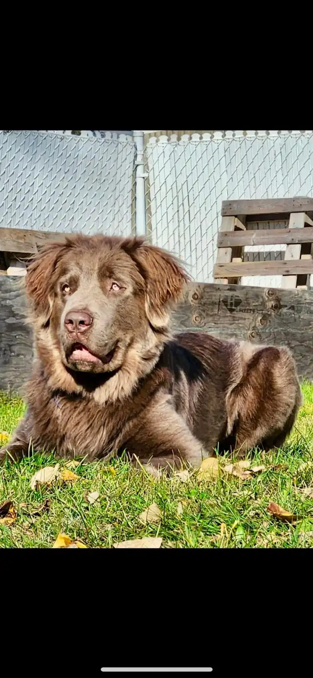 Chiots Terre-Neuve in Dogs & Puppies for Rehoming in City of Montréal - Image 10