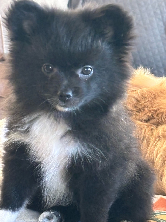 Poméranien chiot dans Chiens et chiots à adopter  à Longueuil/Rive Sud - Image 4