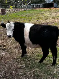 Bull Calf for Sale
