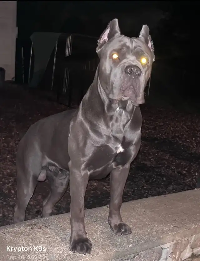 Registered Cane Corso Breeder Champion Bloodlines in Dogs & Puppies for Rehoming in Ottawa - Image 11