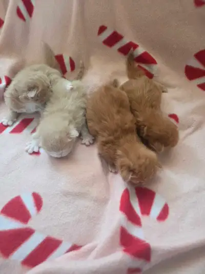Fluffy orange and blonde kittens ♡, View more