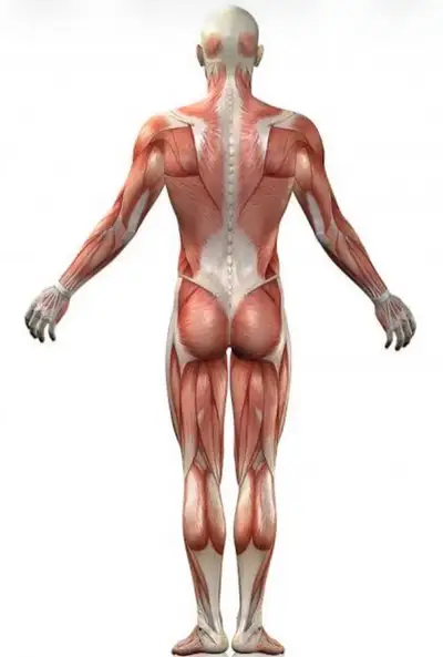 Massage thérapeutique sur table, View more