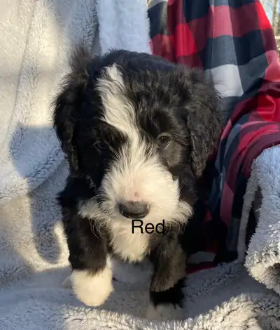 Bernedoodle puppies, View more