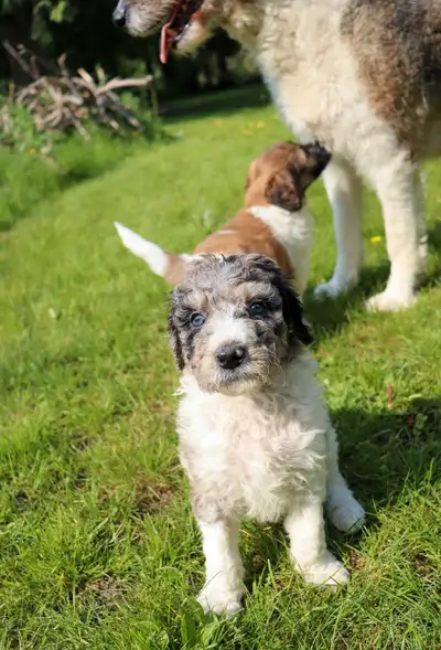 Visiter la page instagram de mes chiens: @watson_beckett_ahsoka PLUSIEURS PHOTOS/VIDÉOS DISPONIBLES...