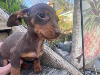 Gorgeous Purebred Miniature Daschunds Free Delivery  in Dogs & Puppies for Rehoming in Sudbury - Image 4