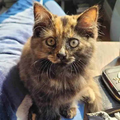 Kitten ♀️  in need of home, View more