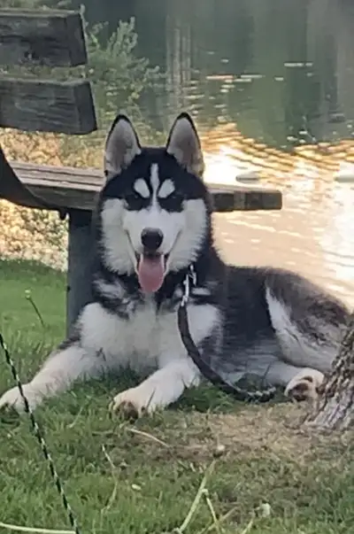 Looking for a husky, View more