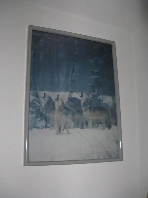 Framed Wolf Print63023586261379127