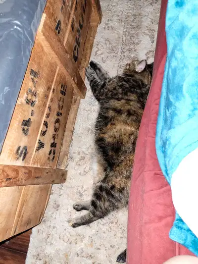 fixed cat, View more