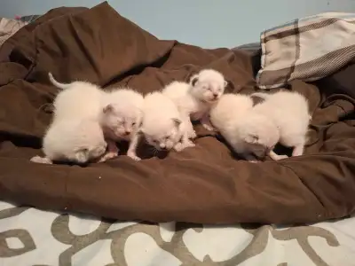 chaton siamois et bengales a reserver !!!, View more