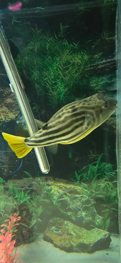 Large Fahaka Puffer, View more