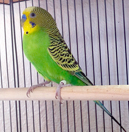 Australian budgies  in Other Pets for Rehoming in Oshawa / Durham Region - Image 2
