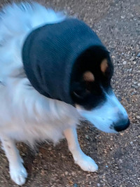 REDUCED  Dog Ear Cover