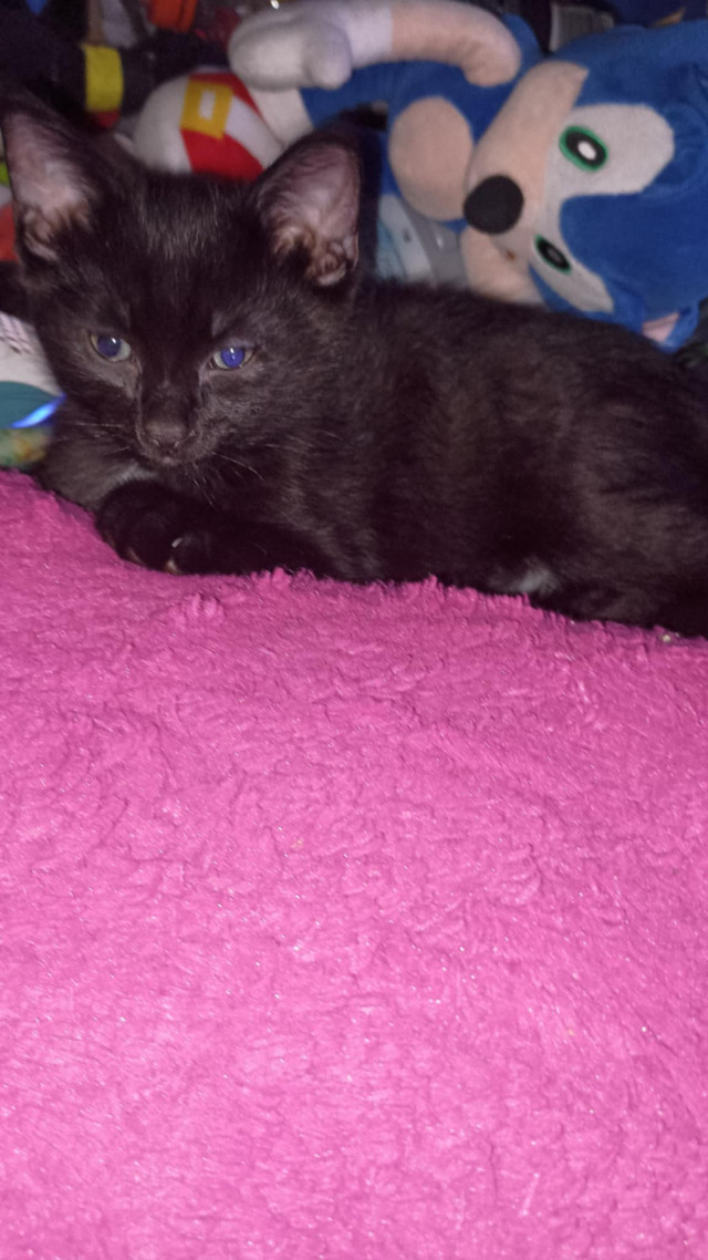 Kittens in Cats & Kittens for Rehoming in Gatineau - Image 4