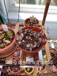 Succulents, string of hearts and more