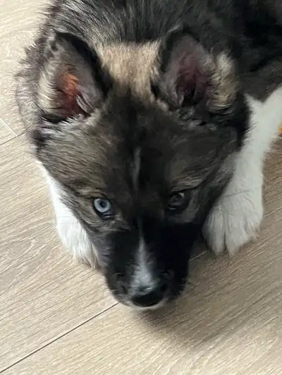 Agouti Husky Puppy, View more