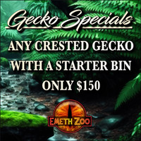 Sale - Crested Gecko with Full Starter Bin