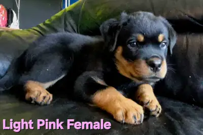 Purebred Rottweiler Puppies for Sale, View more
