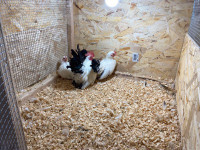 Japanese bantam black tail rooster