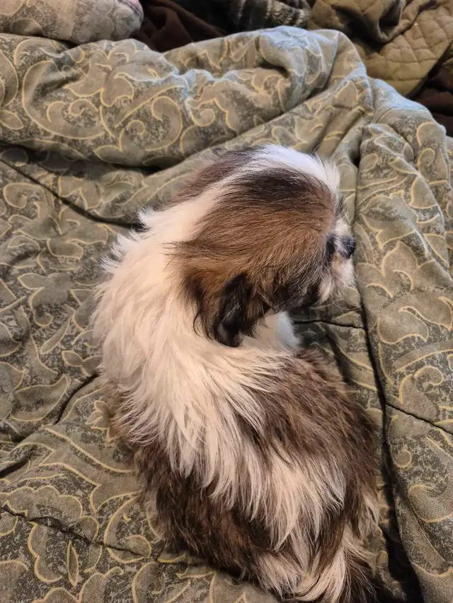 Shihtzu puppies 2 boys one girl in Dogs & Puppies for Rehoming in Owen Sound - Image 3