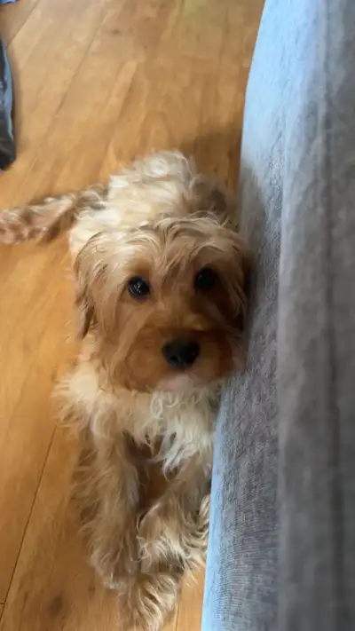 Cockapoo puppy, View more