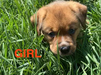 We have 6 beautiful puppies (2 girls and 4 boys) born on May 9th, growing healthy and strong. They’l...