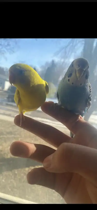 two beautiful birds, View more