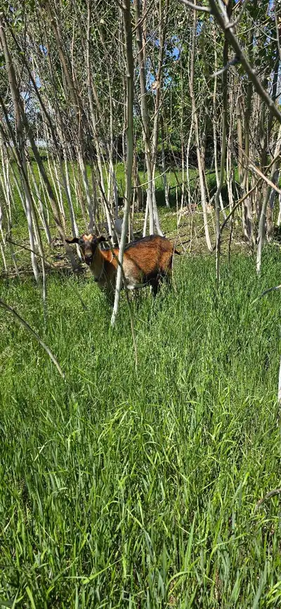 Momma in milk Kidded second week of may Up to date on vax and deworming Super quiet my 3yr old likes...