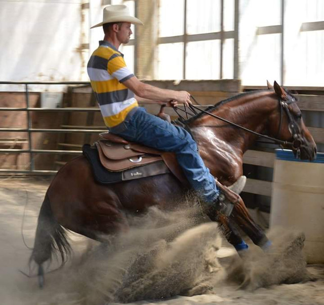 Reining Trained Arabian Stallion in Horses & Ponies for Rehoming in Edmonton - Image 4