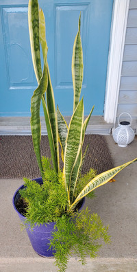 Exotic Potted Plant 