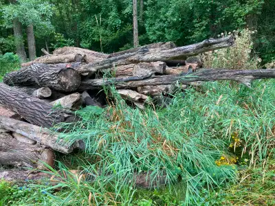 Firewood Logs for Sale, View more