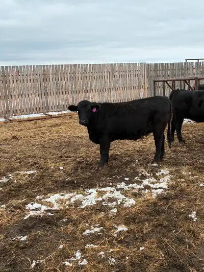 10 angus x heifers. Average 1050-1150lb Exposed to low birth weight black Angus bulls for 50 days. S...