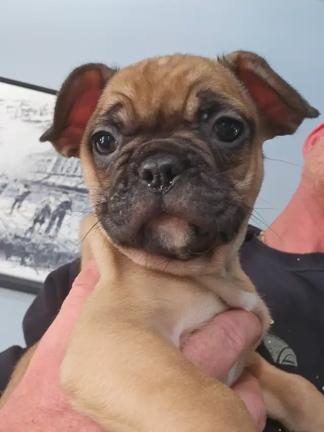 French bulldog in Dogs & Puppies for Rehoming in Victoria - Image 2