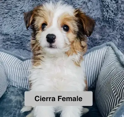 Aussiedoodle cute as a Button, View more
