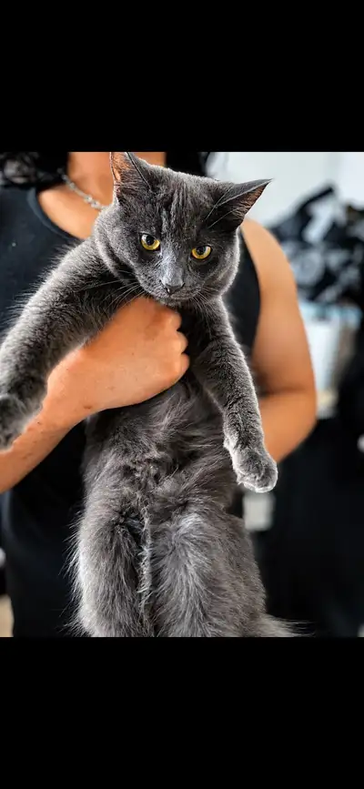 kitty looking for a new home , View more