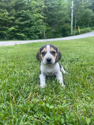 Beagle Basset Puppies - New Price, View more