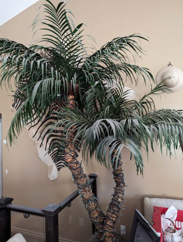 palm tree in Home Décor & Accents in Edmonton